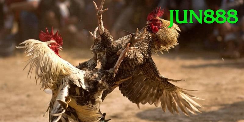 Đá Gà Trực Tiếp - Trải nghiệm tuyệt vời - Game nuôi thú